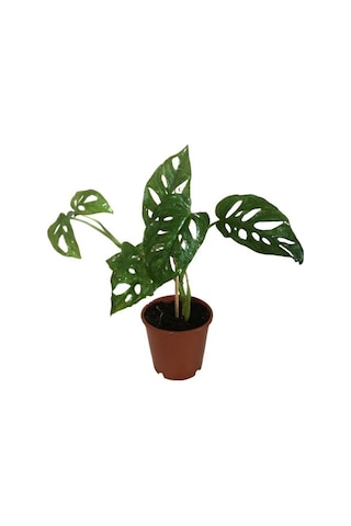 Sarmaşık Deve Tabanı Bitkisi - 30-35 Cm