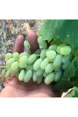 Tüplü Çekirdeksiz Beyaz Hatun Parmağı Üzüm AsmaBağ Fidanı