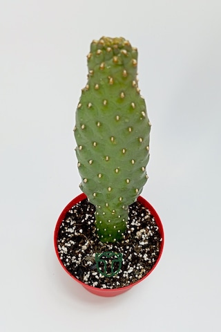 Consolea Rubescens İnce Uzun Kaktüs Özel Tür Yassı Sütun 8.5 Cm K