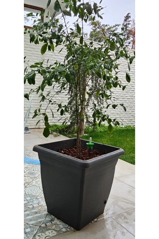 İç Mekan Dış Mekan Kendi Kendini Sulayan 2 Adet Akıllı Saksı