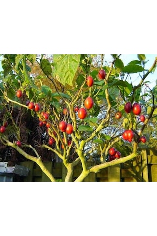 10+ Adet Tamarillo Domates Ağacı Tohumu