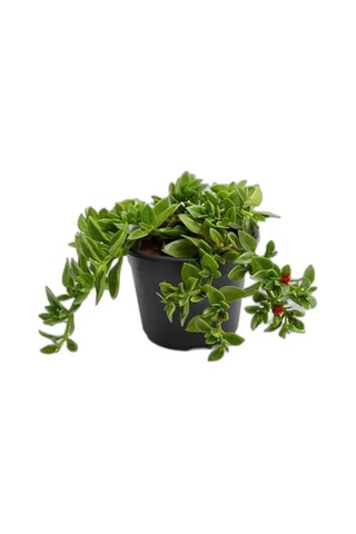 Yer Örtücü Buz Çiçeği+ Kurdela Çiçeği 5-15 Cm Saksılı Dış Mekan Bitkileri
