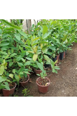 Bodur Kırmızı Guava Fidanı, Torbada