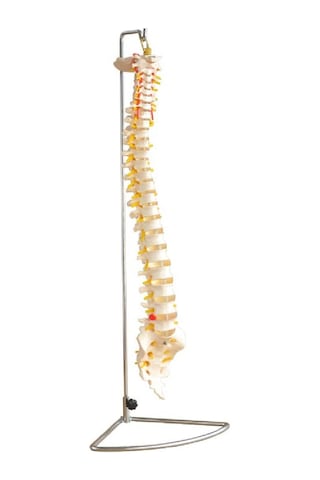 Omurga (Vertebra) Modeli