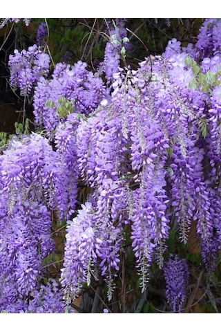 Mor Salkım Fidanı 40-60 Cm, Bahçenizde Masalsı Bir Güzellik