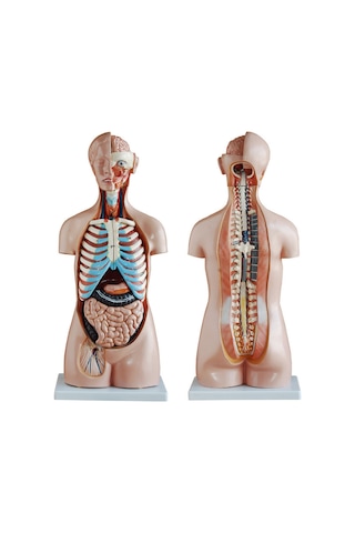 Insan Vücudu Modeli Torso 85Cm 20 Parça Cinsiyetsiz Tam Boy