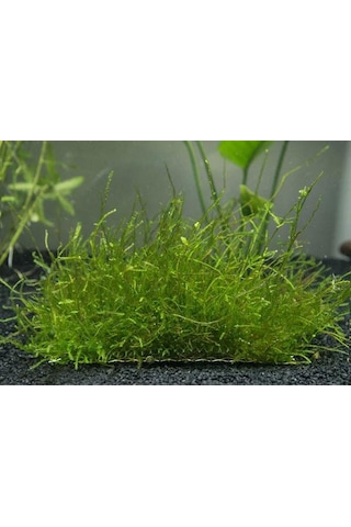 Java Moss 5X5 Cm Akvaryum