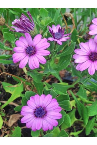 Videolu Bodrum Papatyası Mor Renkli 20 45 Cm 2 Adet Saksılı Canlı Renkli Osteospermum