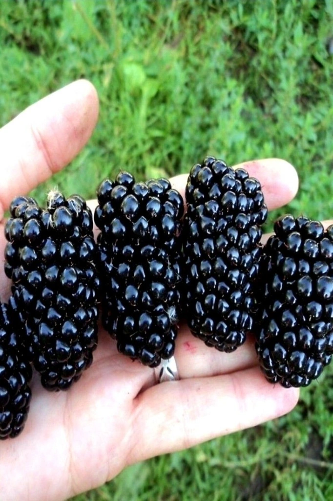 Büyük Meyveli Jumbo Böğürtlen Fidanı 10-20 Cm