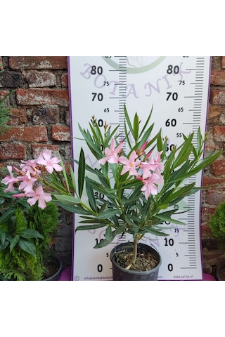 Zakkum Çiçeği Nerium Oleander - Renkli Ve Dayanıklı Çiçekli Bitki