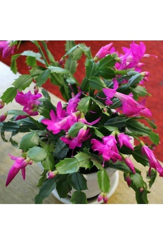 Yılbaşı Çiçeği Fidanı 5cm-20cm