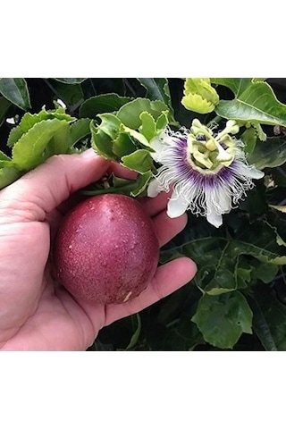 Tüplü Mavi Çiçekli Kokulu Passiflora Ağacı  Fidanı