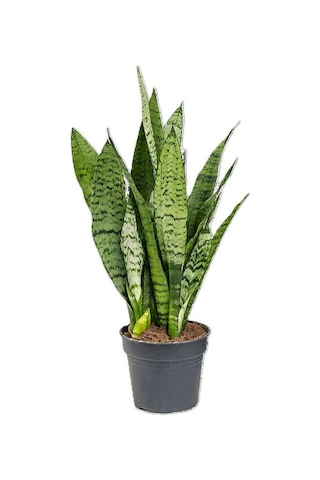 Formlu Yeşil Kılıç Çiçeği 1 Adet Saksılı 25-40cm Hava Temizleyici Bitki