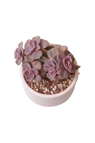 Echeveria Mrs Richards - Sukulent Haangarden
