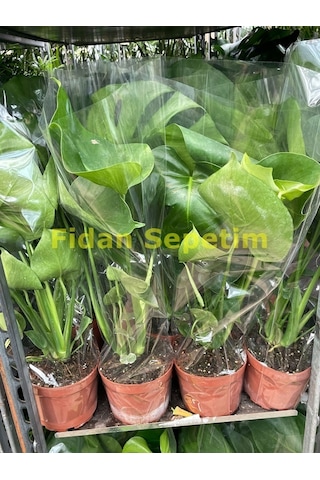 Deve Tabanı Bitkisi 40-50cm Monstera Deliciosa