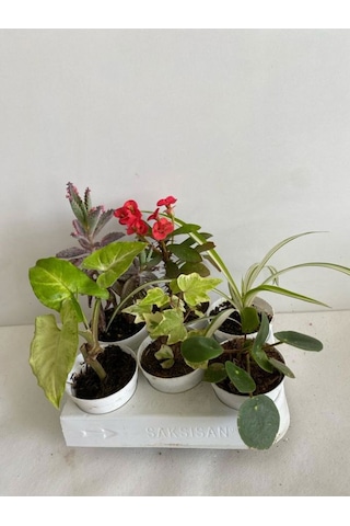 6'lı Bitki Seti Melek Kanadı+aşkın Göz Yaşı+hedera+kırmızı Milli Dikenler Tacı+pilea+kurdele