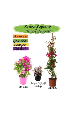 Kırmızı Renk Begonvil+pembe Begonvil+telgraf Çiçeği Hediyeli 3'lü Peyzaj Seti