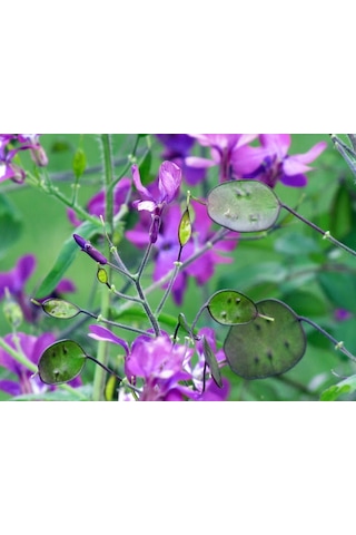 Sedef Çiçeği Tohumu 5 Tohum