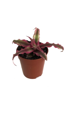 Cryptanthus Bivittatus 'Ruby' (Kaktüs) Ø5,5 CM Y0-10 CM