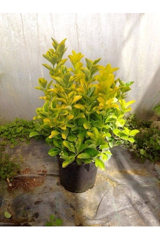 Gold Taflan 10 Adet - Büyük Boy 40 - 50 Cm Diğer
