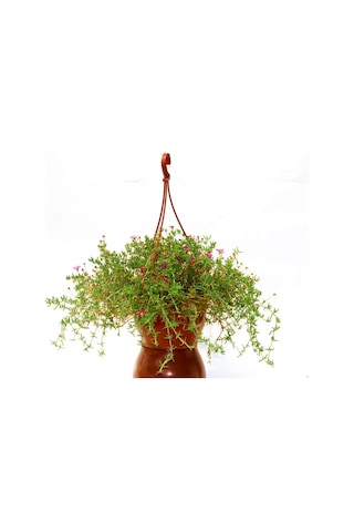 ASKILI ÇİÇEK SAKSISI 5 ADET 18 CM - MAKROME SAKSI (Kiremit Renk)