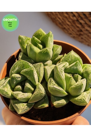 Haworthia Cymbiformis Sukulent 1 Adet