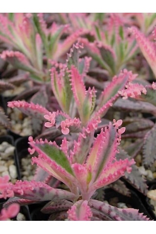 Serada Decor Plant Pembe Aşkın Gözyaşı Kaktüs Ve Sukulent Pink Butterflies Kalanchoe 5.5 Saksı