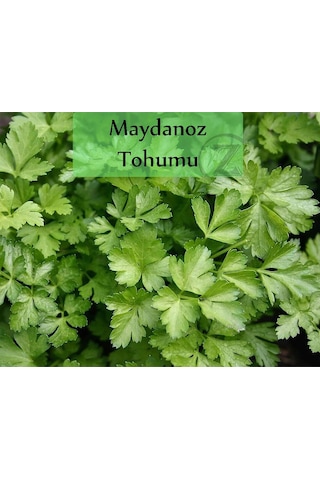 6 Paket Tohum No2 Yeşillik Tohumları Bitki Tohumları Maydanoz Tohumu Roka Tohumu Dereotu Tohumu ...