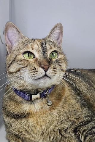 Ayarlanabilir - Sesli Zilli- Lila Kedi Tasması 12 Farklı Renk Seçeneği -kedi Boyun Tasması