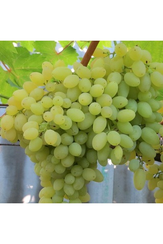 Tüplü Çekirdeksiz Beyaz Hatun Parmağı Üzüm AsmaBağ Fidanı