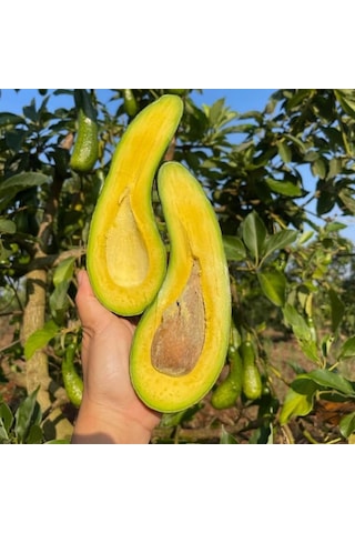 Dev Uzun Avokado Fidanı Long Neck - 2 Yaş Aşılı Sertifikalı - Gurme Çeşit Saksıya Uygun 50-70 Cm