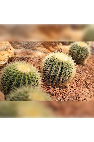 Kaktüs Altın Fıçı Kaktüsü Echinocactus Grusonii