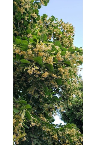 Ihlamur Fidanı 60 80 Cm