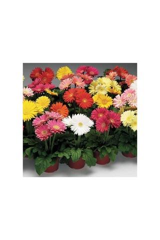 Tohum Dünyam Karışık Renkli Gerbera Çiçeği Tohumu Diğer