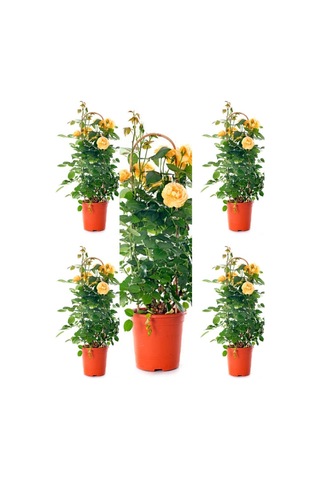 Videolu Sarı Kokulu Gül Fidanı 50-70 Cm 5 Adet Saksılı Bahçe Gülü Yellow Roses