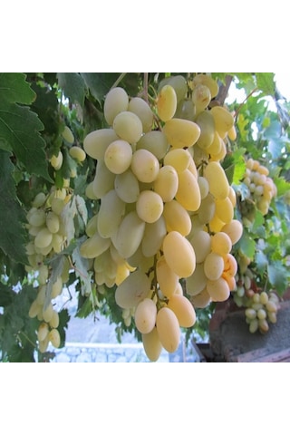 Tüplü Razaki Üzüm AsmaBağ Fidanı