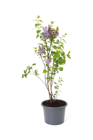 Leylak Fidanı Çiçeği Kokulu 30-50 Cm Bahçe Bitkisi