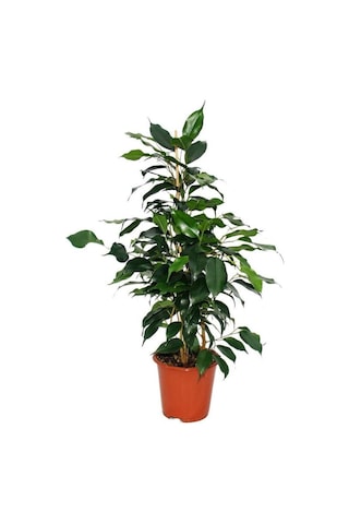 Yeşil Yapraklı Canlı Ev Ofis Salon Bitkisi 40-60cm Ficus Benjamina