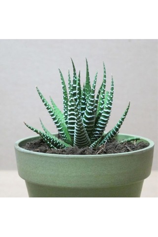 Haworthia Zebrina Yılanderisi Sukulent Bitki