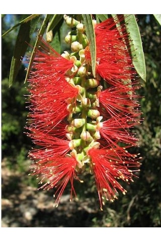 Fırça Çalısı Callistemon 3 Adet
