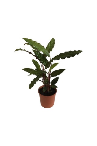Kalatya Calathea Rufibarba Wavestar