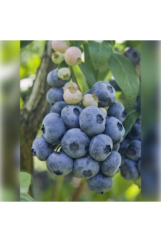 Liigarba Mavi Yemiş 20-30 Cm Saksıda