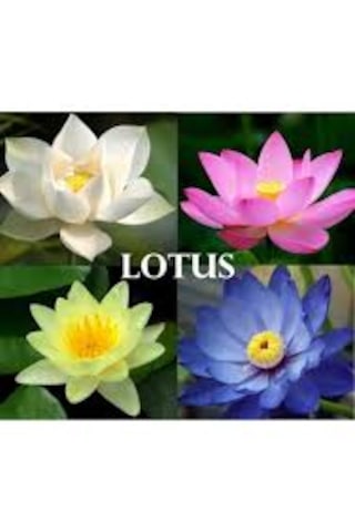 5 Adet Tohum Nadir Bulunan Karışık Renkli Lotus Çiçeği Tohumu