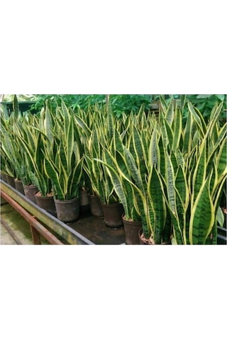 Sarı Çizgili Kılıç Çiçeği Peygamber Kılıcı Paşa Kılıcı 20-30 Cm