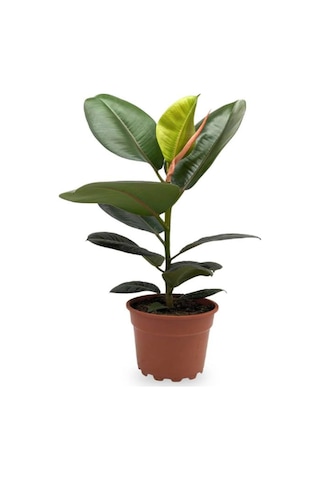 Yeşil Parlak Yapraklı Kauçuk Çiçeği 1 Adet Saksılı 20-45cm Ficus Elastica