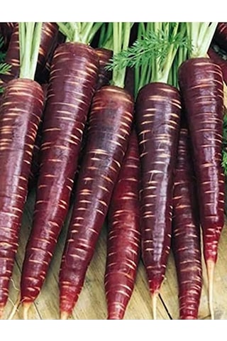 1000 Adet Yerli Mor Havuç Tohumu, Sağlıklı Tarım İçin