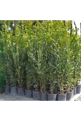 Defne -120-150 Cm Boyunda Tüplüdür