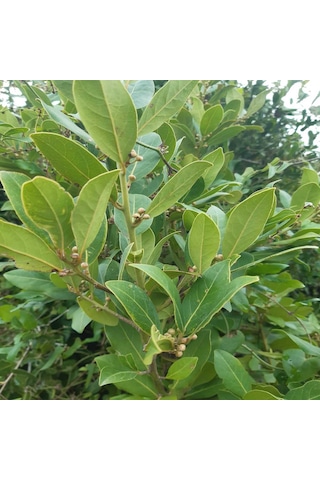 Yeni Hasat Kuru Defne 250 Gr