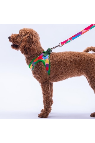 Rainbow Crew Göğüs Tasması Ve Sevk Kayışı Tasma Seti Renkli Kedi Köpek Göğüs Tasması Seti Xs Çok Renkli