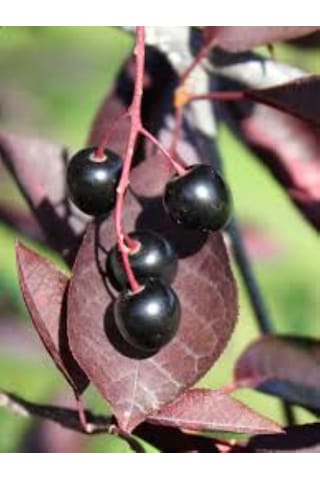 Kırmızı Yapraklı Süs Kirazı Prunus Schubert Fidanı 1-2 Yaş